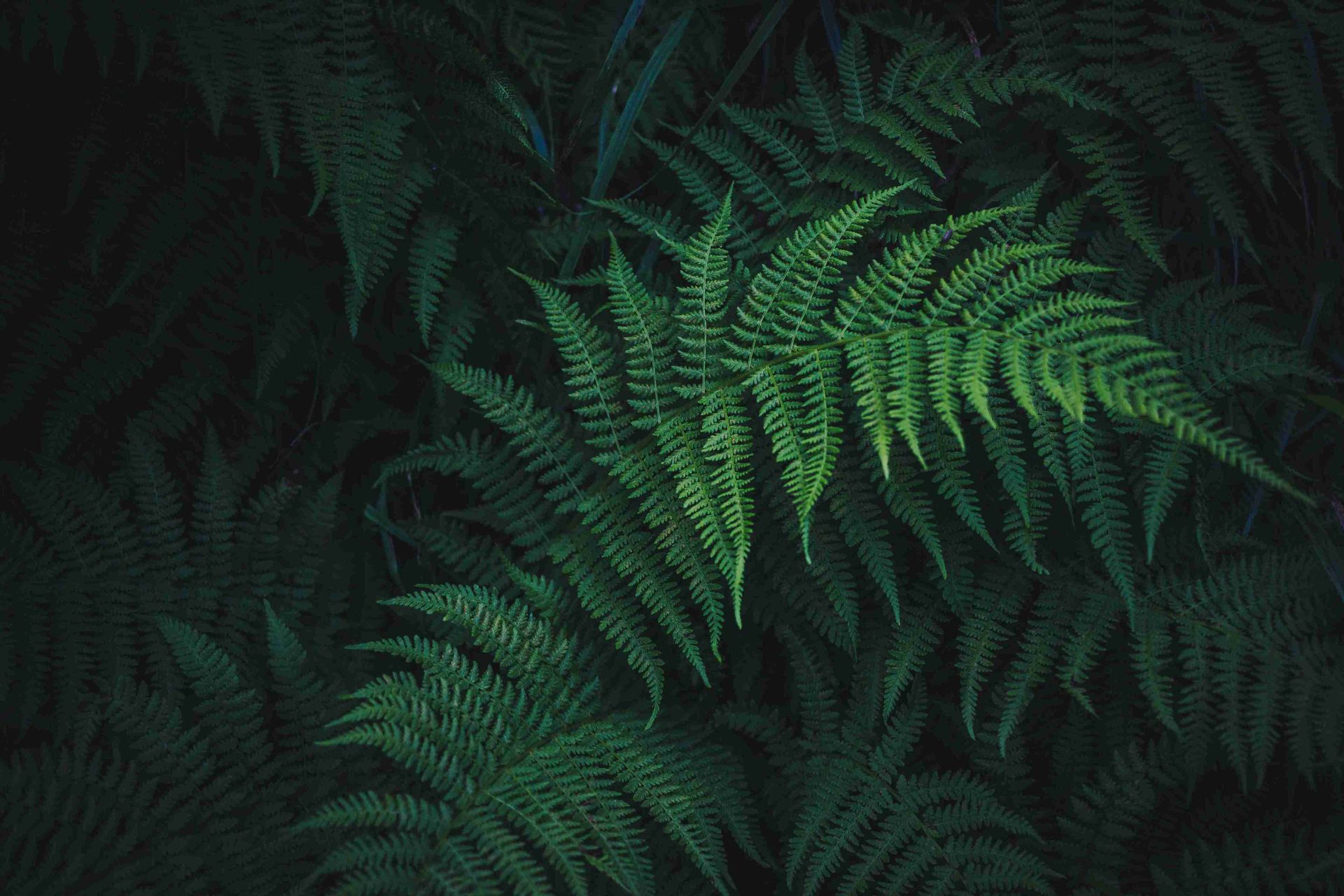 Green fern leaves background